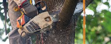 Best Emergency Tree Removal  in The Village Of Indian Hill, OH