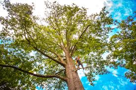 Best Tree Preservation Services  in The Village Of Indian Hill, OH