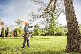How Our Tree Care Process Works  in  The Village Of Indian Hill, OH