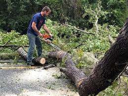 Best Arborist Consultation Services  in The Village Of Indian Hill, OH