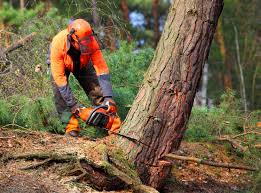 Mulching Services in The Village Of Indian Hill, OH