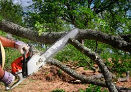 Best Arborist Consultation Services  in The Village Of Indian Hill, OH