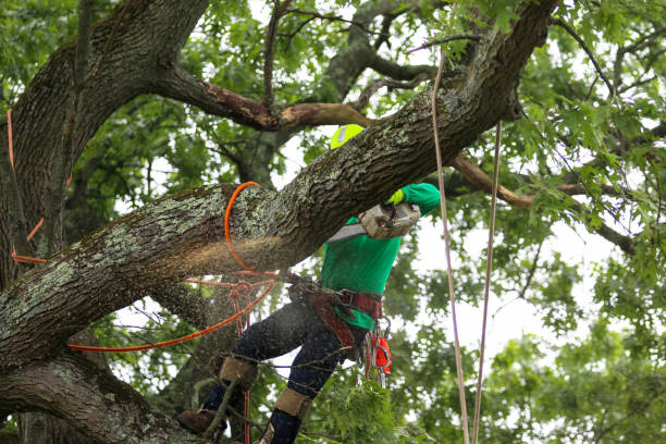 The Village Of Indian Hill, OH Tree Care Company