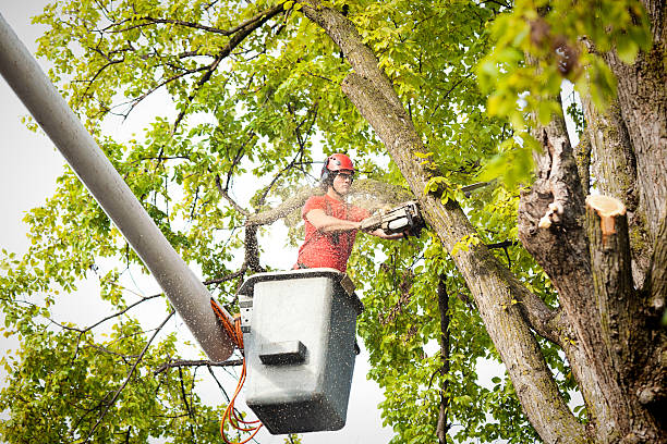 Best Storm Damage Tree Cleanup  in The Village Of Indian Hill, OH