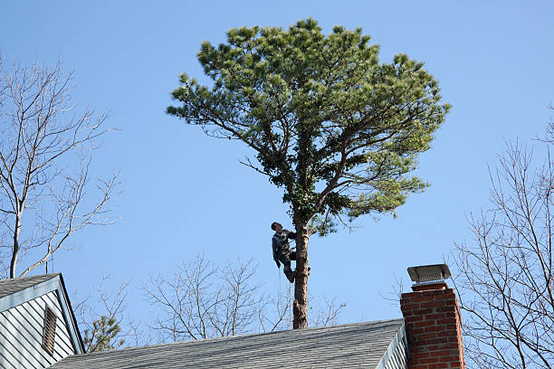 Best Tree Disease Treatment  in The Village Of Indian Hill, OH