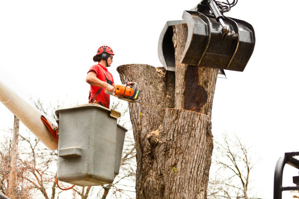 Best Stump Grinding and Removal  in The Village Of Indian Hill, OH